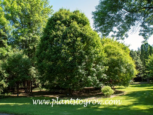 Hedge Maple (Acer campestre)